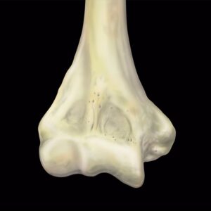 MRIOnline MRI Mastery Series: Elbow 2021