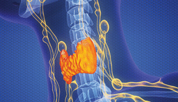 The Brigham Board Review and Comprehensive Update in Endocrinology 2025